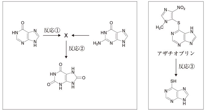 プリン塩基及び関連化合物の代謝経路 106回薬剤師国家試験問221